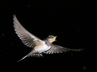 Hirundo rustica - Barn Swallow