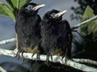 Image of: Cacicus melanicterus (yellow-winged cacique)