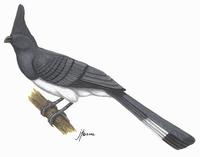 Image of: Corythaixoides leucogaster (white-bellied go-away bird)