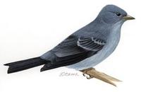 Image of: Fringilla teydea (blue chaffinch)