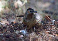 Image of: Garrulax maximus (giant laughingthrush)