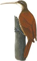 Image of: Nasica longirostris (long-billed woodcreeper)