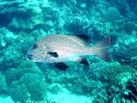 Image of: Plectorhynchus pictus (painted sweetlips)