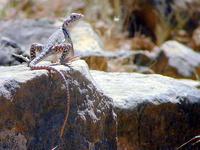 Image of: Crotaphytus collaris (collared lizard)