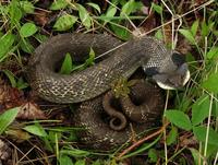 Image of: Heterodon platirhinos (eastern hog-nosed snake)