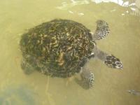 Eretmochelys imbricata - Atlantic Hawksbill Turtle