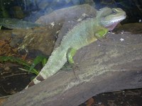 Physignathus cocincinus - Chinese Water Dragon