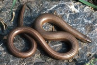 Anguis fragilis - Slow Worm