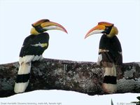 Great Hornbill - Buceros bicornis