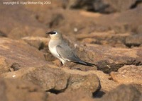 Small Pratincole - Glareola lactea