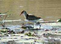 Comb-crested Jacana - Irediparra gallinacea