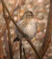 Hoary Redpoll - Carduelis hornemanni