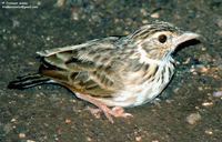 Indian Bushlark - Mirafra erythroptera