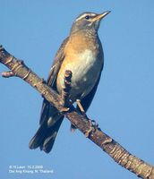 Eyebrowed Thrush - Turdus obscurus