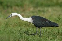 White Necked Heron