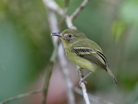 Southern Bentbill (Oncostoma olivaceum) photo