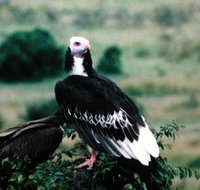 White-headed Vulture - Trigonoceps occipitalis