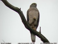 Brown Goshawk - Accipiter fasciatus