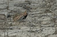 Rain Quail - Coturnix coromandelica