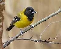 Audubon's Oriole (Icterus graduacauda) photo