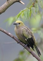 Palm Tanager (Thraupis palmarum) photo