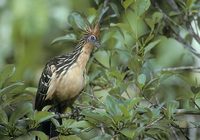 Hoatzin (Opisthocomus hoazin) photo