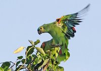Blue-fronted Parrot - Amazona aestiva