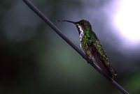 Green-breasted Mango - Anthracothorax prevostii