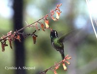 White-eared Hummingbird - Hylocharis leucotis