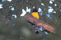 Black-throated Trogon - Trogon rufus