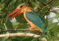 Stork-billed Kingfisher - Pelargopsis capensis