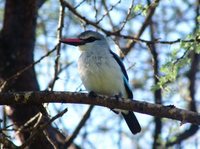 Woodland Kingfisher - Halcyon senegalensis