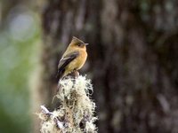 Tufted Flycatcher - Mitrephanes phaeocercus