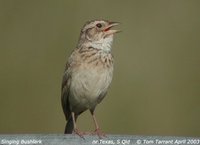 Australasian Bushlark - Mirafra javanica