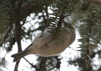 Golden-crowned Kinglet - Regulus satrapa