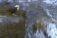 White-capped Dipper - Cinclus leucocephalus