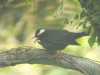 Siberian Thrush - Zoothera sibirica