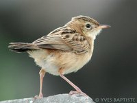 Zitting Cisticola - Cisticola juncidis