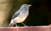 White-eyed Slaty-Flycatcher - Melaenornis fischeri