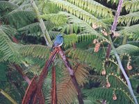 Indigo Flycatcher - Eumyias indigo