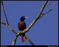 Maroon Oriole - Oriolus traillii