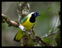 Green Jay - Cyanocorax yncas