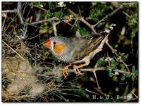 Zebra Finch - Taeniopygia guttata