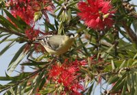 Lesser Goldfinch - Carduelis psaltria