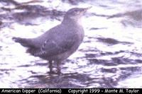 American Dipper  (California)