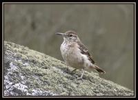 Thick-billed Miner 2