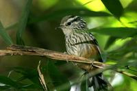 Ochre-rumped  antbird   -   Drymophila  ochropyga   -