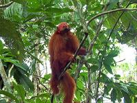 Red Uakari