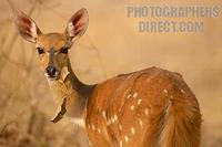 Bushbuck feeding stock photo