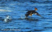 Hooded Merganser Lophodytes cucullatus